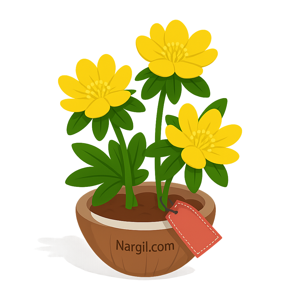  Nargil - Winter aconite